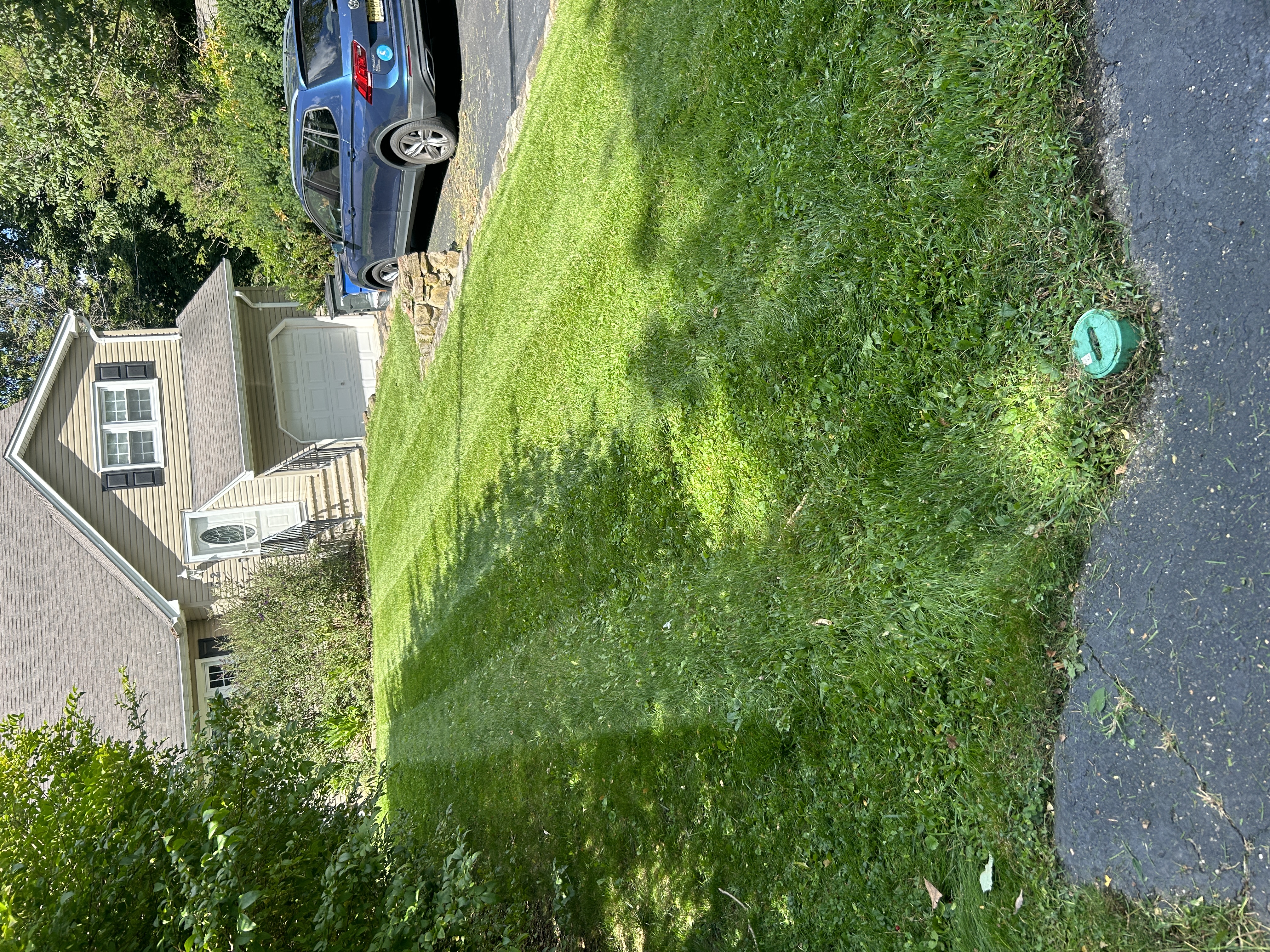 Front yard before renovation - overgrown grass